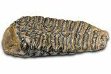 Fossil Woolly Mammoth Lower M Molar - Poland #370358-2